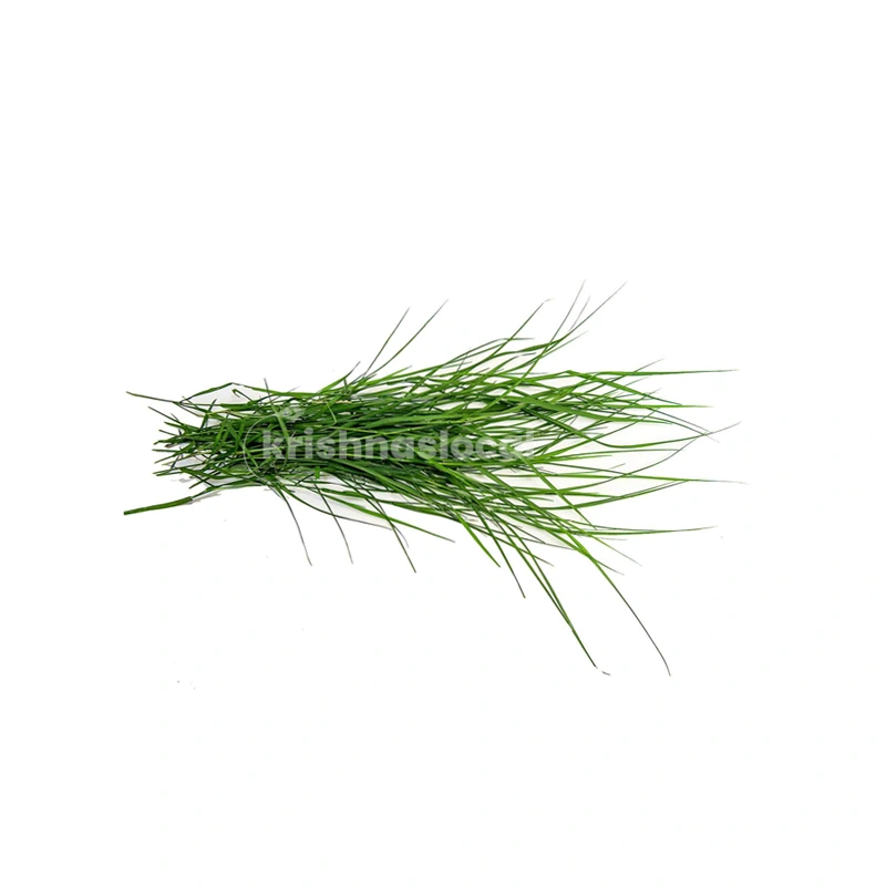 Arugampul (Pooja Grass)