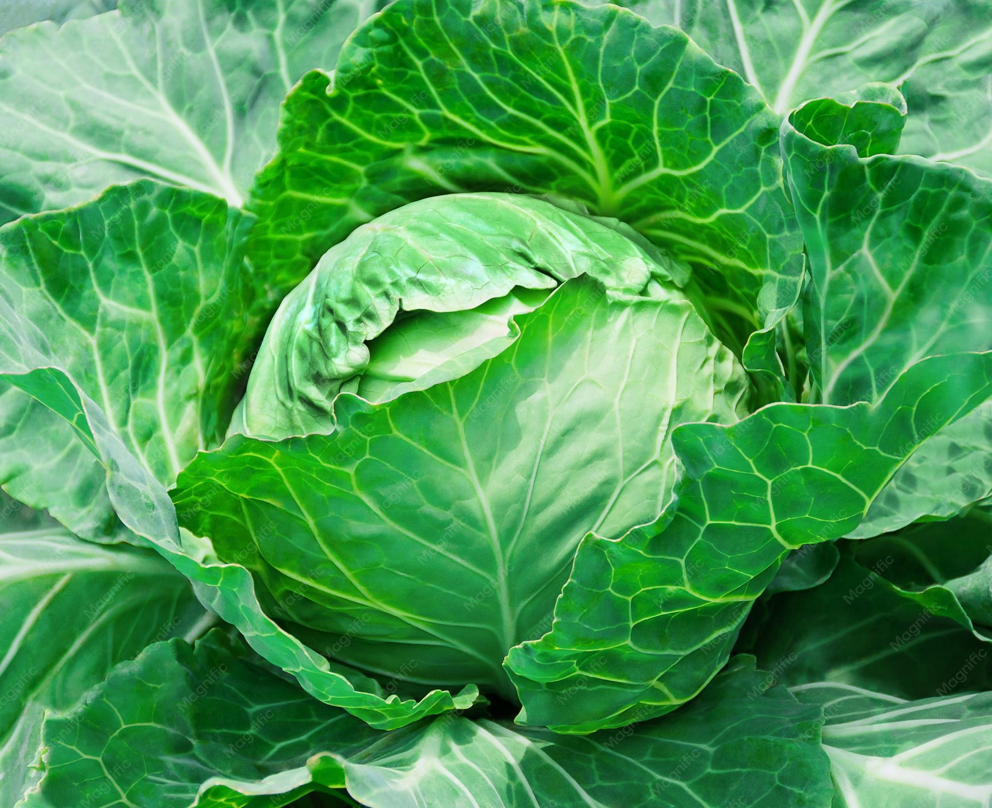 Cabbage