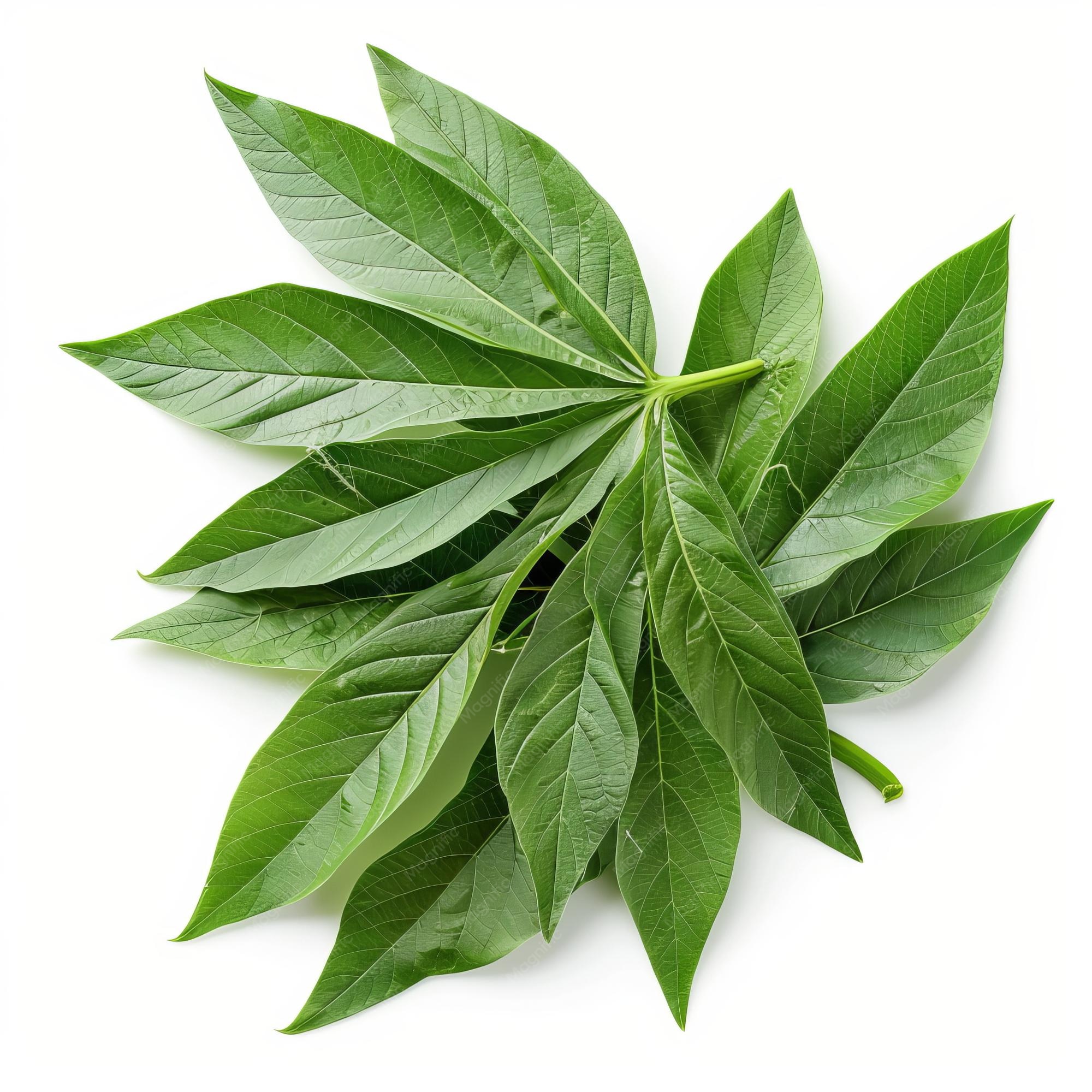 Cassava Leaf