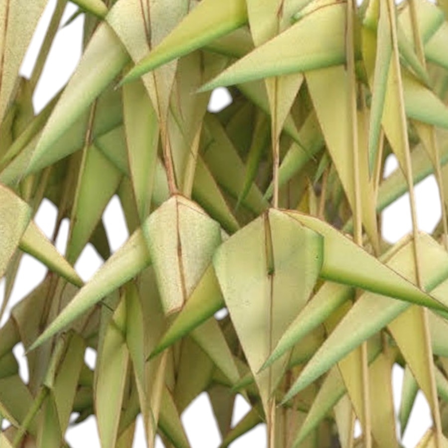 Coconut Leaves (Woven Thoranam)