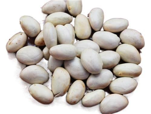 Jackfruit Seeds