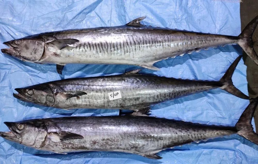 Kingfish (Arakula) Whole
