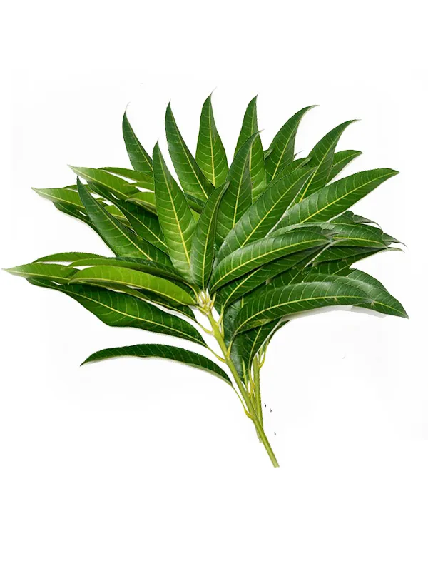 Mango Leaves (Festive Bunch)