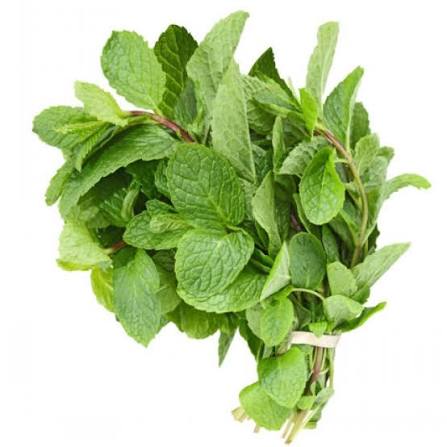 Fresh Mint (Pudina)