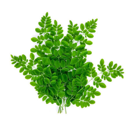 Moringa Leaves