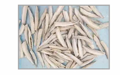Frozen Needle Fish