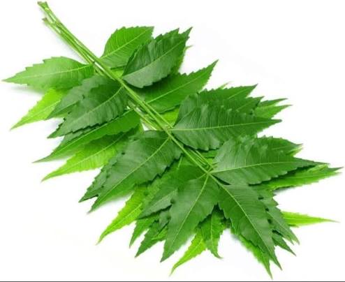 Fresh Neem Leaves