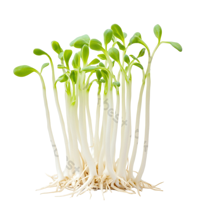 Palm Sprouts