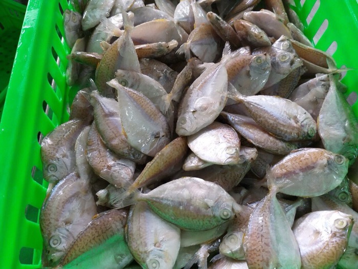 Frozen Ponyfish