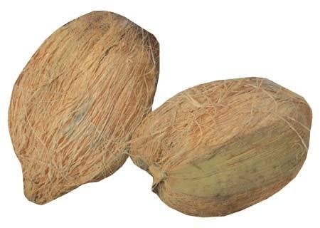 Pooja Coconut