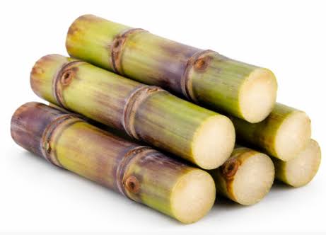 Sugar Cane