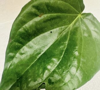 Betel Leaf 200G